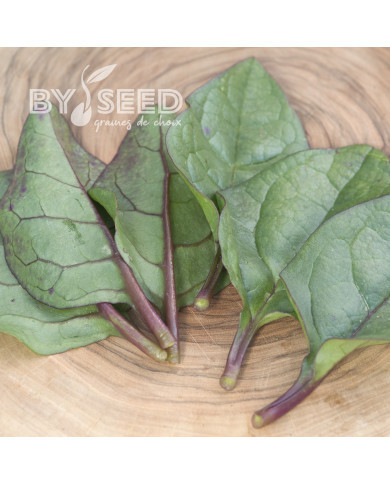 Epinard de Malabar Select Red