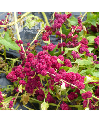 Epinard fraise - Chenopodium foliosum