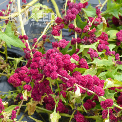 Epinard fraise - Chenopodium foliosum