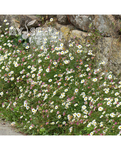Erigeron karvinskianus