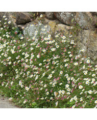 Erigeron karvinskianus Profusion® (graines enrobées)