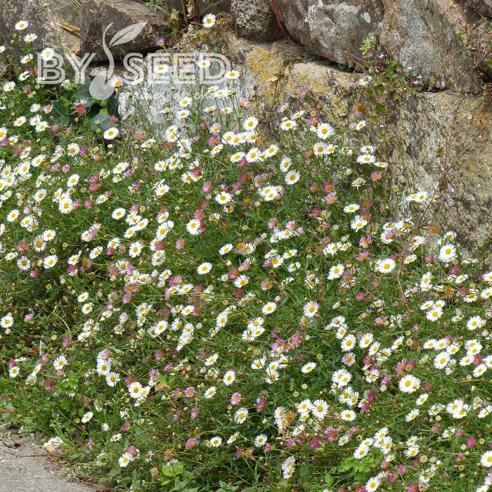 Erigeron karvinskianus