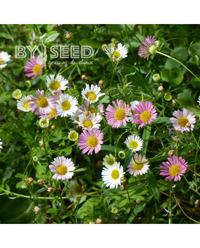 Erigeron karvinskianus