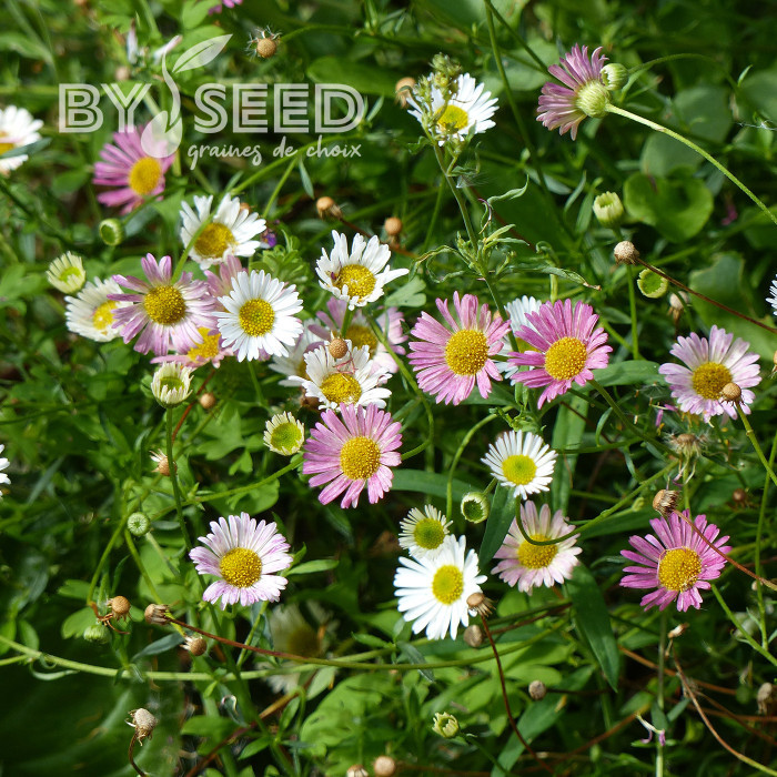 Erigeron karvinskianus