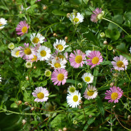 Erigeron karvinskianus