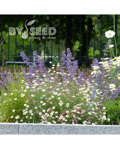 Erigeron karvinskianus