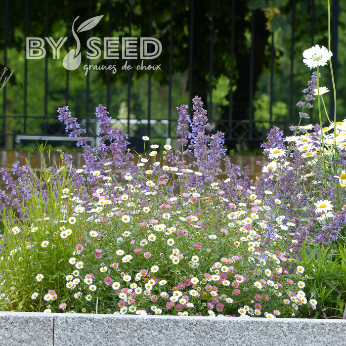 Erigeron karvinskianus