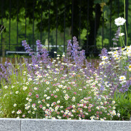 Erigeron karvinskianus