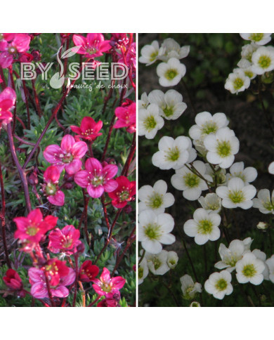 Saxifrage mousse Rockery Hybrids Mix