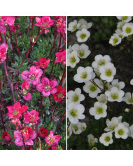 Scabieuse annuelle Black Knight