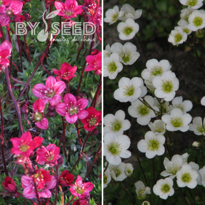 Saxifrage mousse Rockery Hybrids Mix