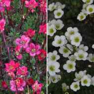 Saxifrage mousse Rockery Hybrids Mix