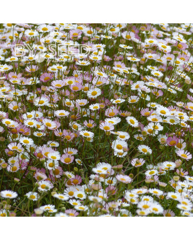 Erigeron karvinskianus Profusion® (graines enrobées)