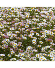 Erigeron karvinskianus