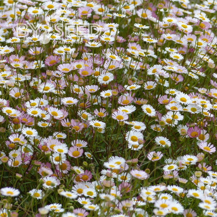 Erigeron karvinskianus Profusion® (graines enrobées)