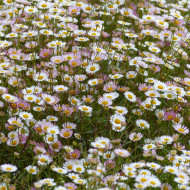 Erigeron karvinskianus Profusion® (graines enrobées)