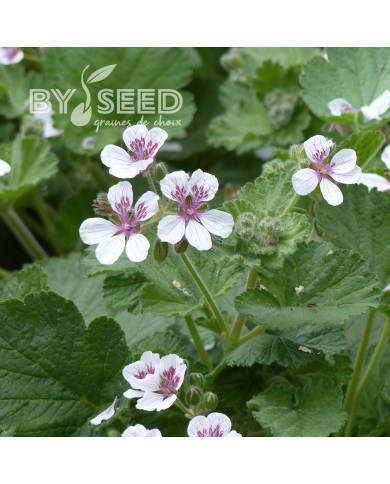 Erodium ou Bec-de-Grue Sweetheart