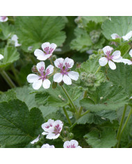 Erigeron karvinskianus Profusion® (graines enrobées)