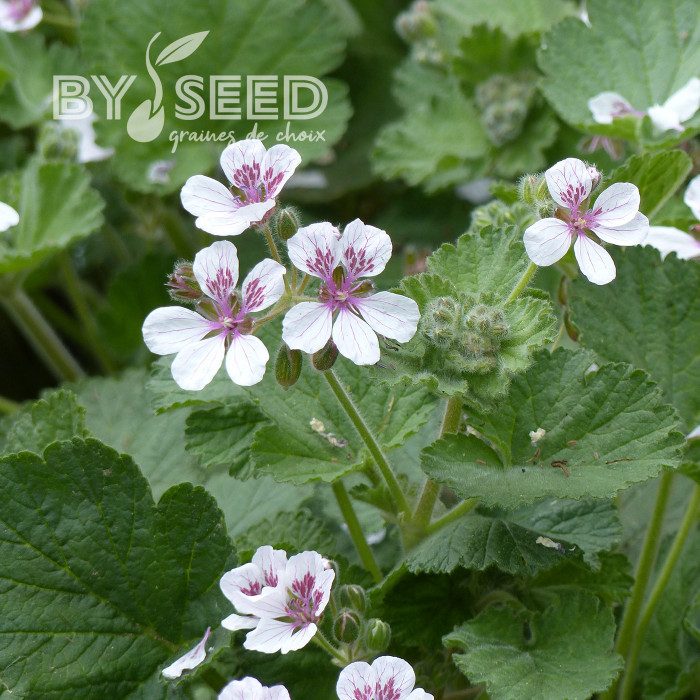Erodium ou Bec-de-Grue Sweetheart