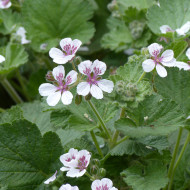 Erodium ou Bec-de-Grue Sweetheart