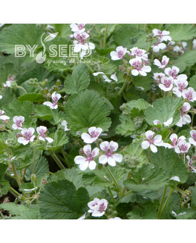 Erodium ou Bec-de-Grue Sweetheart