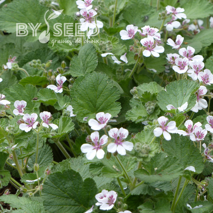 Erodium ou Bec-de-Grue Sweetheart