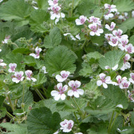 Erodium ou Bec-de-Grue Sweetheart