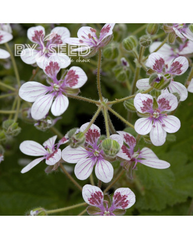 Erodium ou Bec-de-Grue Sweetheart