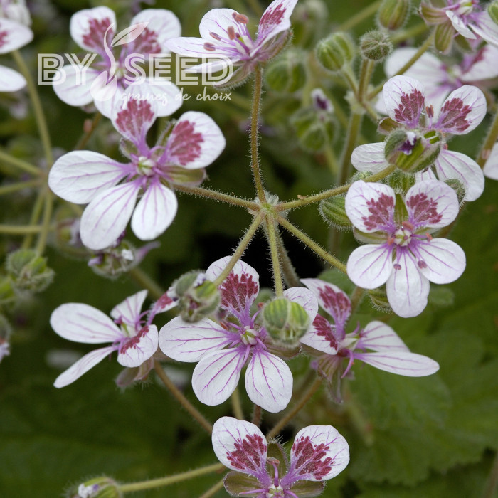 Erodium ou Bec-de-Grue Sweetheart