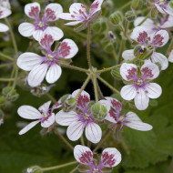 Erodium ou Bec-de-Grue Sweetheart
