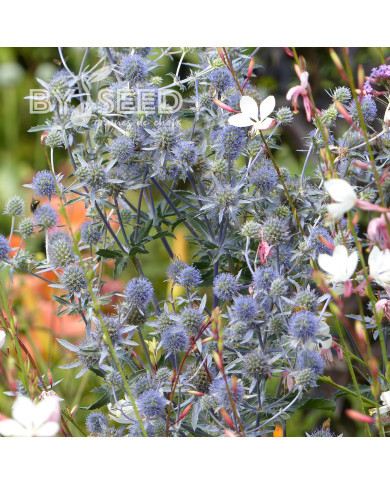 Eryngium planum - Panicaut