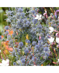 Erodium ou Bec-de-Grue Sweetheart