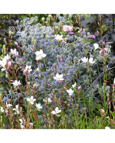 Eryngium planum - Panicaut