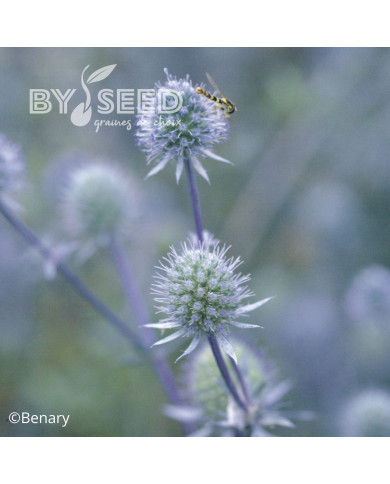 Eryngium planum Blue Glitter
