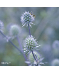 Eryngium planum White Glitter