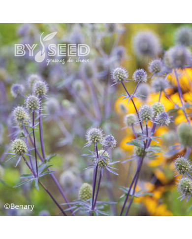 Eryngium planum Blue Glitter