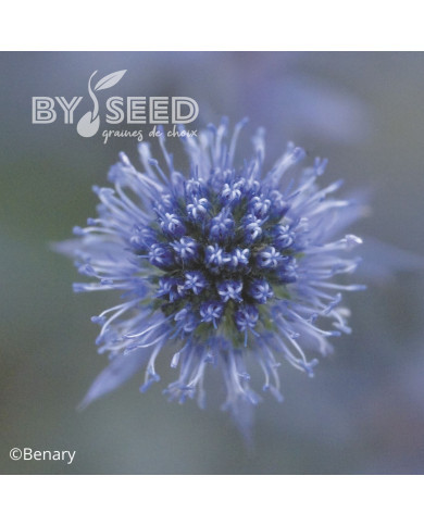 Eryngium planum Blue Glitter