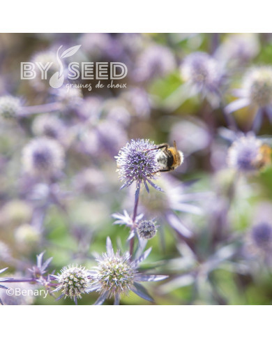 Eryngium planum Blue Glitter