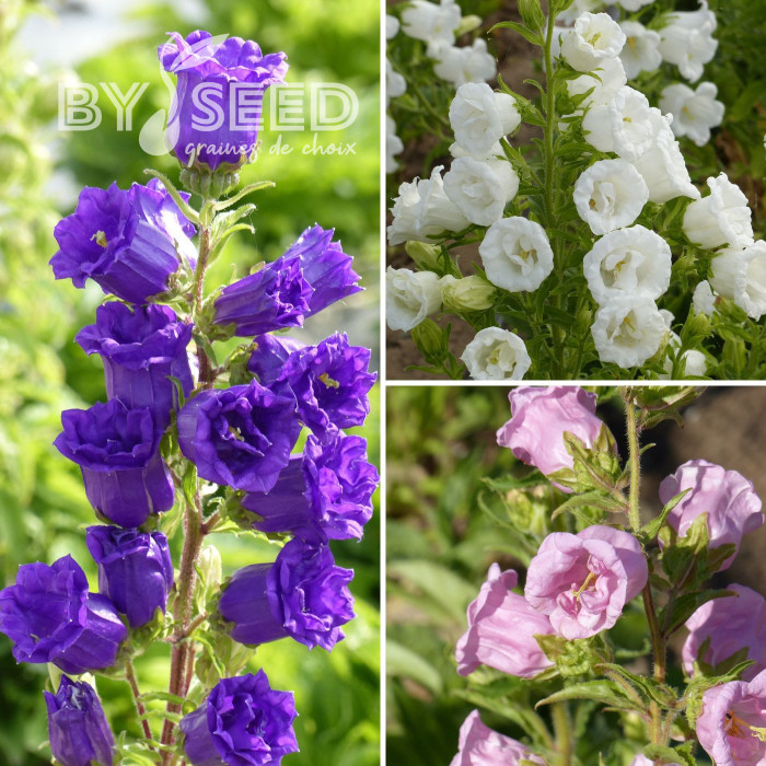 Campanule medium Double Mix