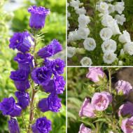 Campanule medium Double Mix