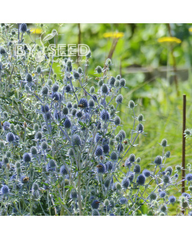 Eryngium planum Blue Glitter