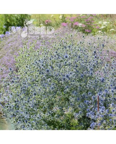 Eryngium planum Blue Glitter