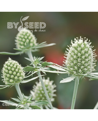 Eryngium planum White Glitter
