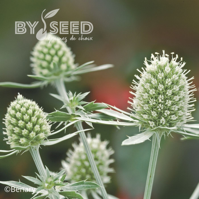 Eryngium planum White Glitter