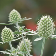 Eryngium planum White Glitter