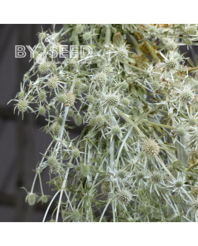 Eryngium planum White Glitter