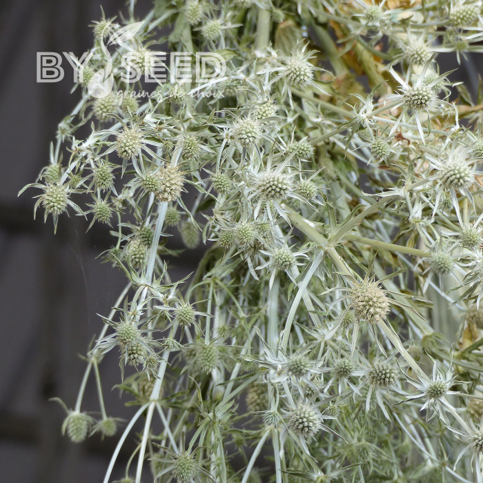 Eryngium planum White Glitter
