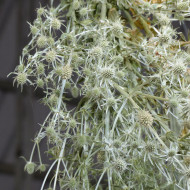 Eryngium planum White Glitter