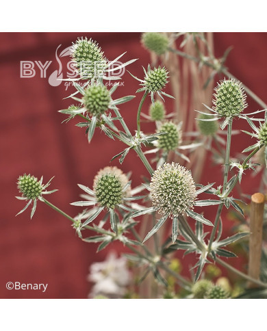 Eryngium planum White Glitter