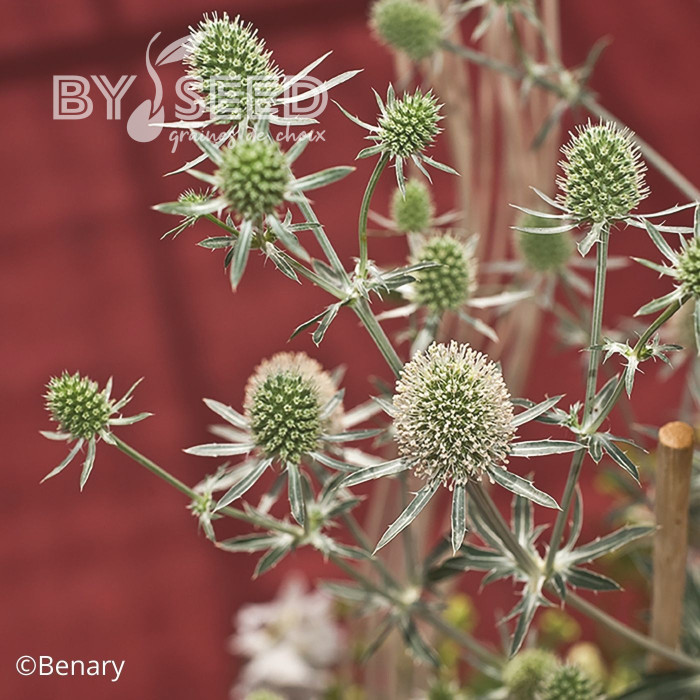 Eryngium planum White Glitter